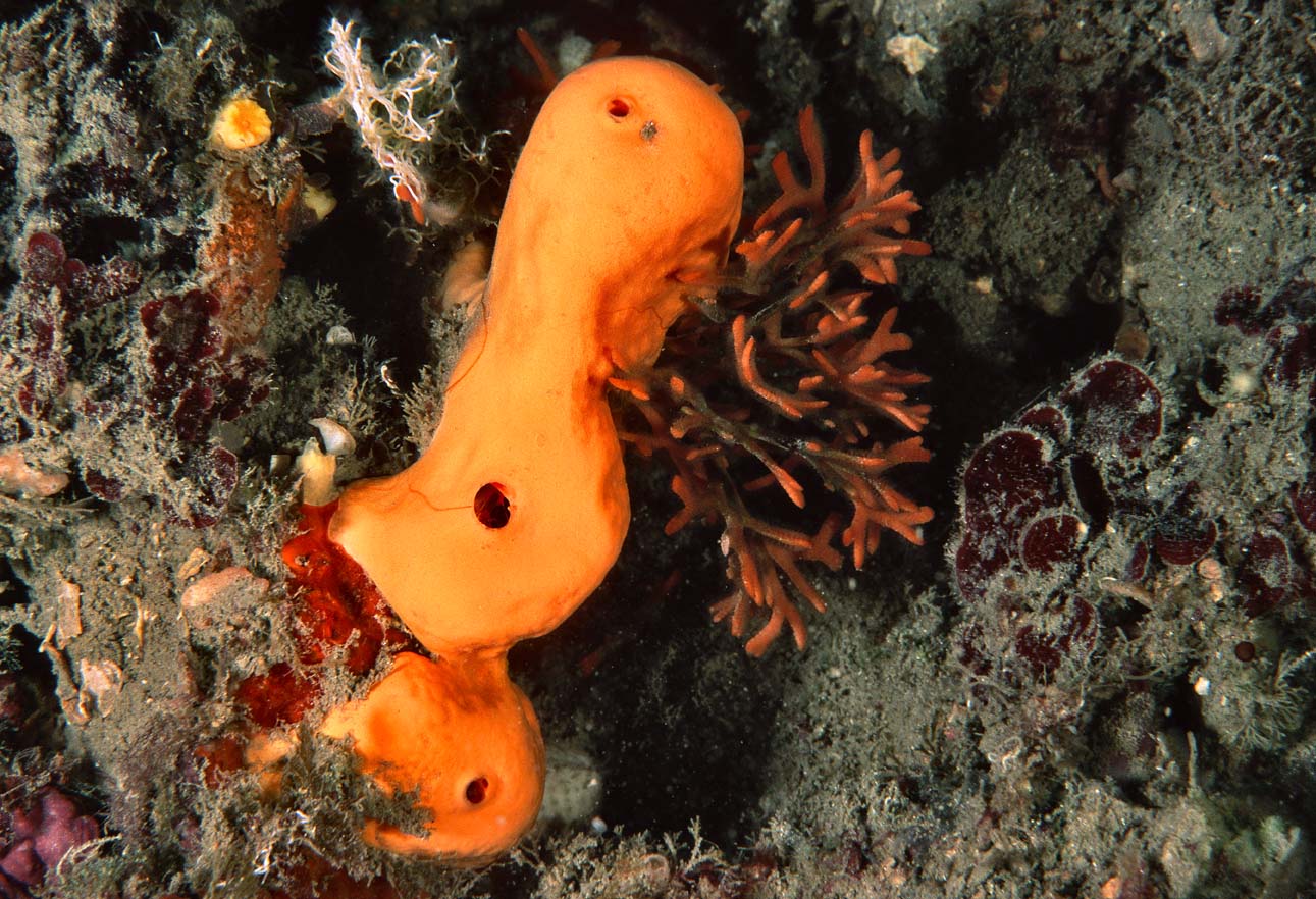 Agelas oroides